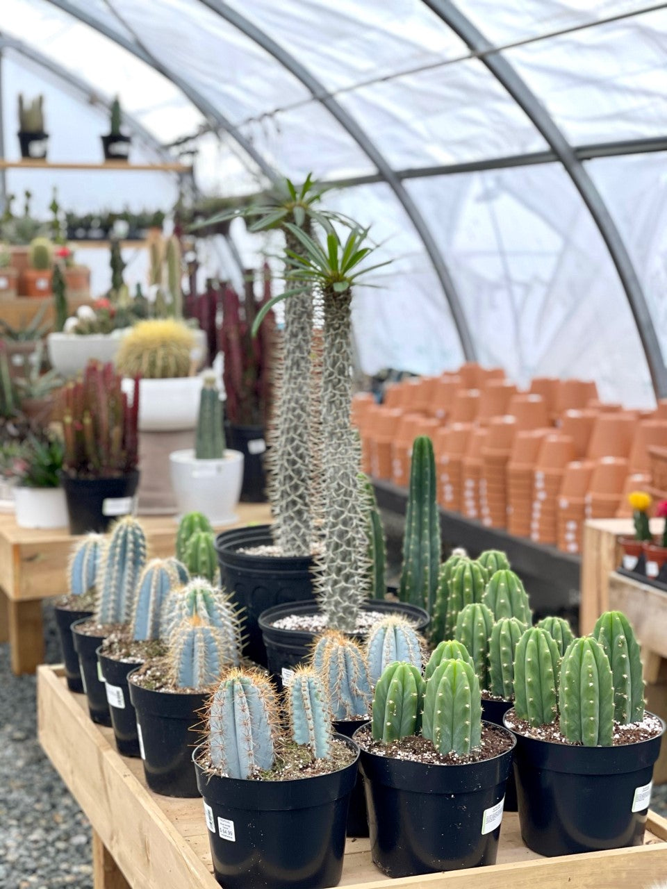 5 Things Cacti Love But Newbie Gardeners Never Do