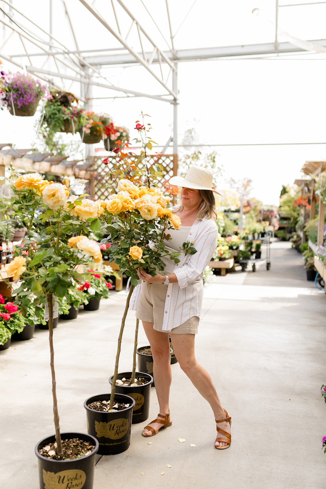 Caring for Roses: Your Easy Guide to Growing Gorgeous Blooms