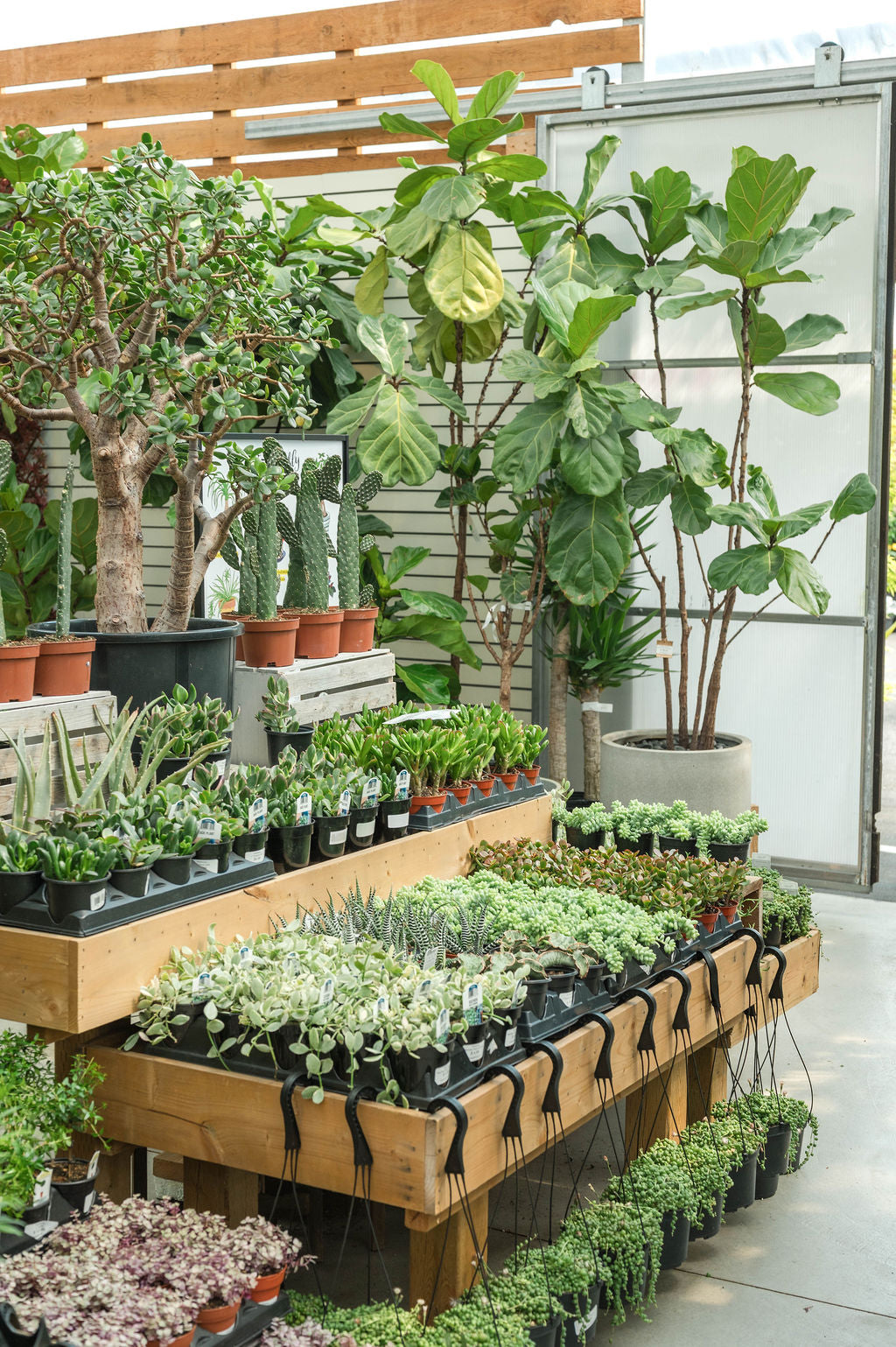 How to Rejuvenate Your Indoor Plants for Spring