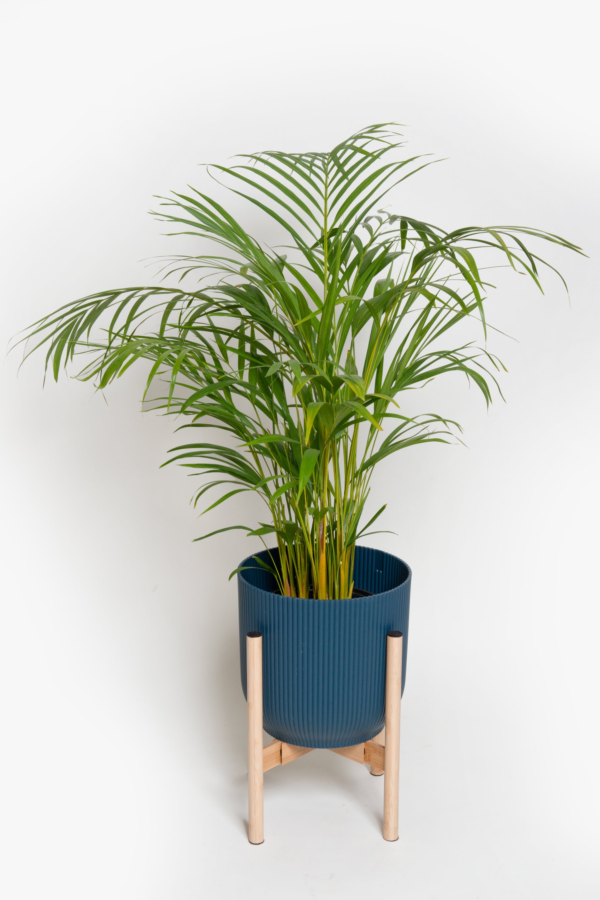 areca palm for sale canada Areca Palm