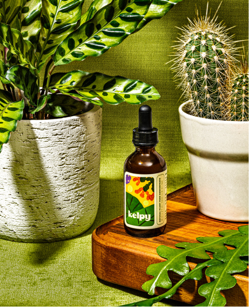 Kelpy All-Natural Plant Food