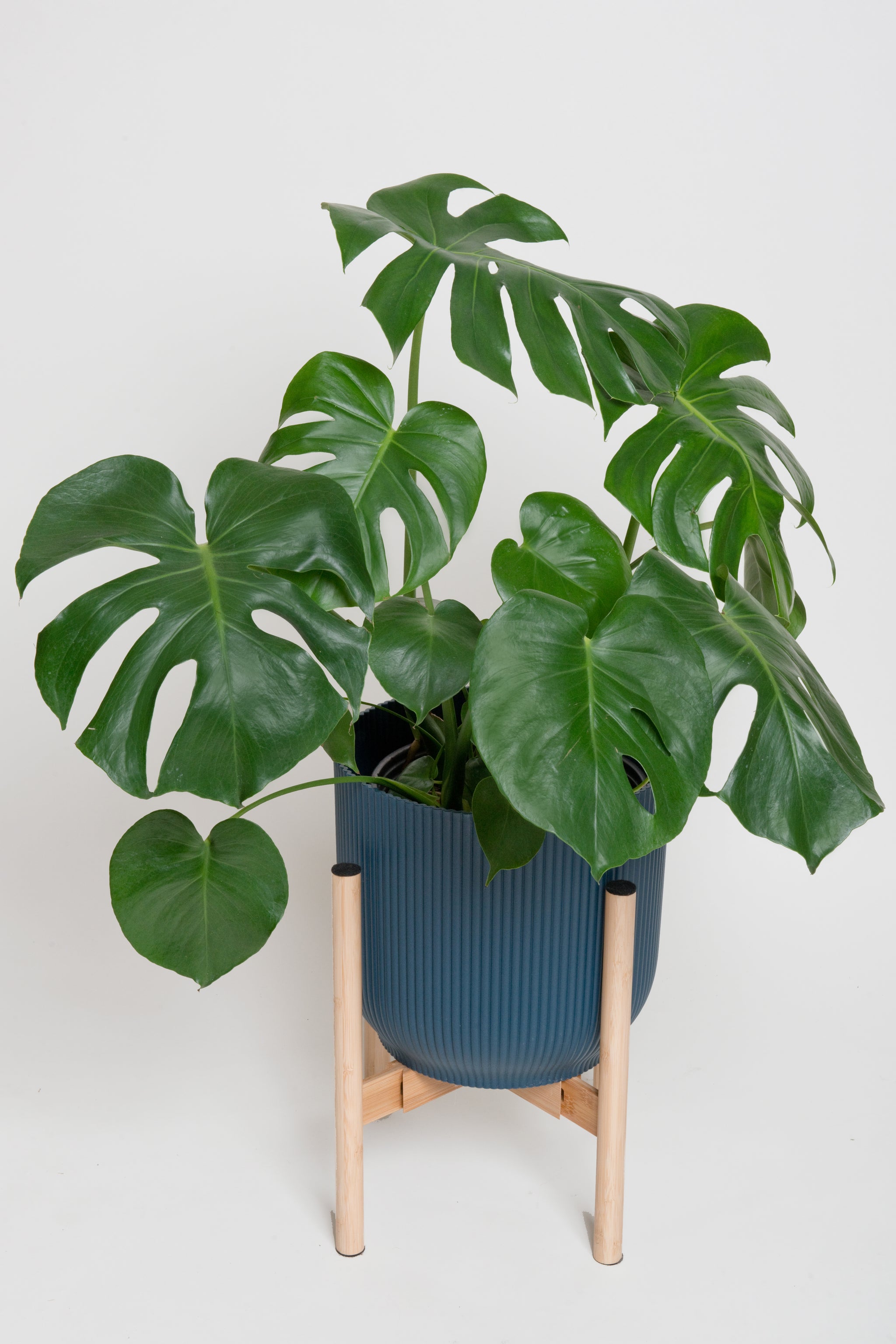 Monstera deliciosa en Vibes Fold