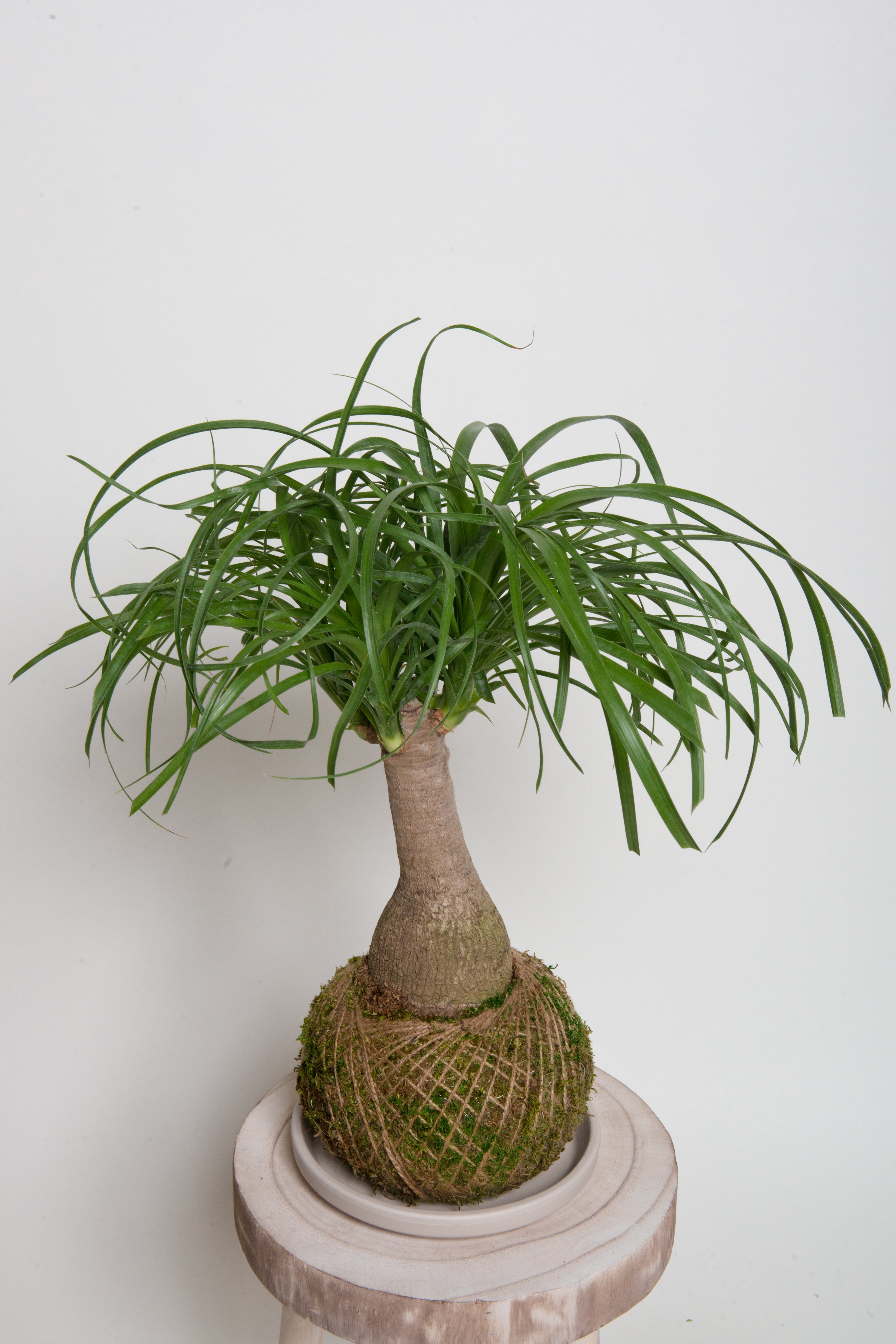 Ponytail Palm Kokedama