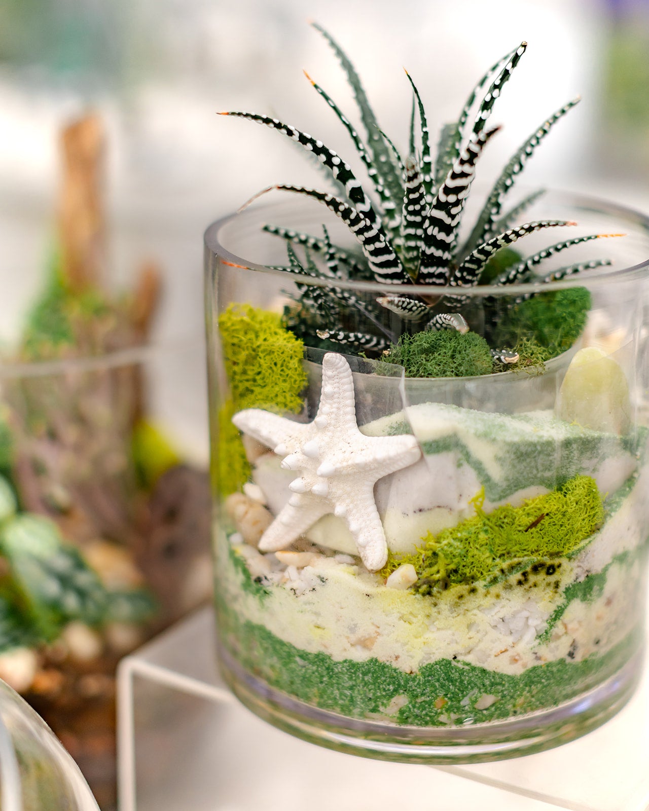 Beach Escape Haworthia