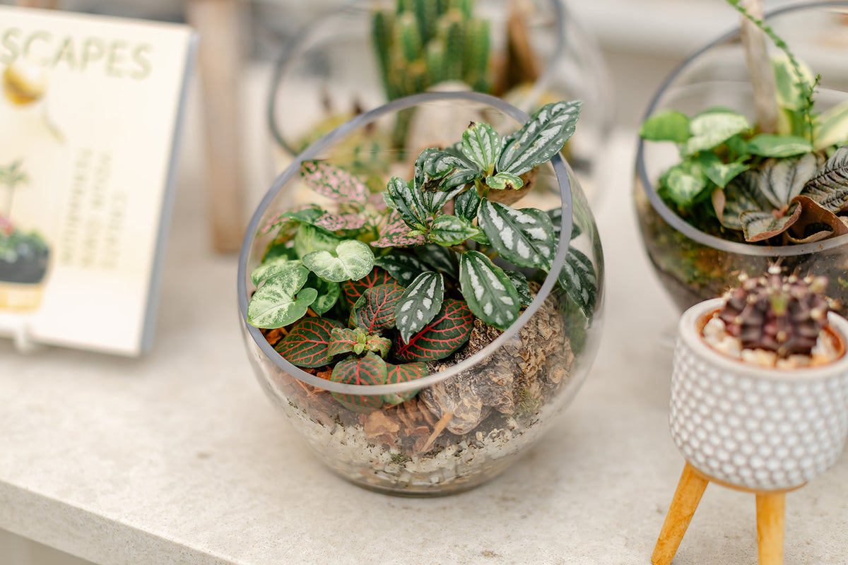 Tropical Terrarium - Small