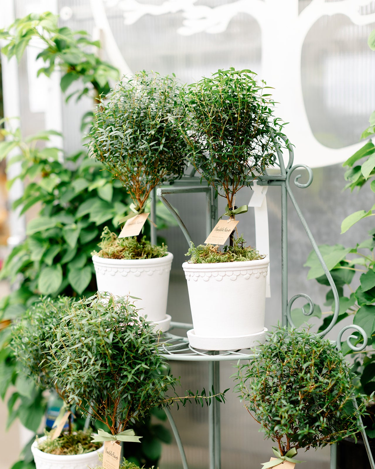 Myrtle Topiary in White Pot
