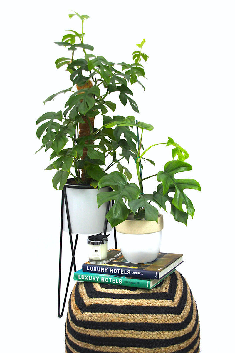 Finding the Perfect Spot for your Houseplants