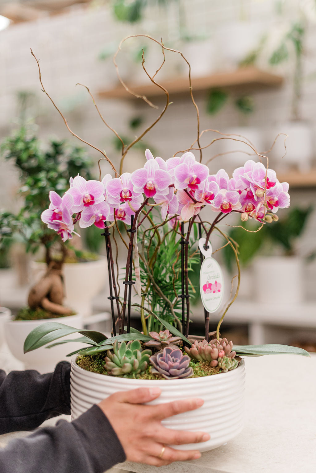 Botanical Designer - Indoor Planters