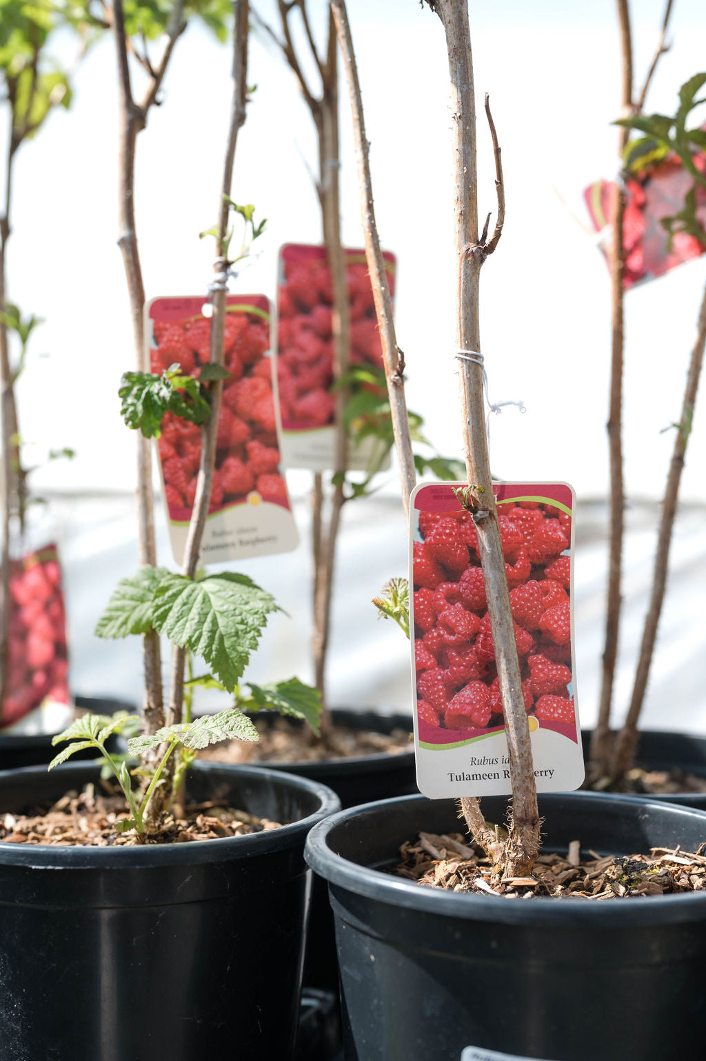 Grow Your Own Mini Orchard: Fruit Trees for Containers