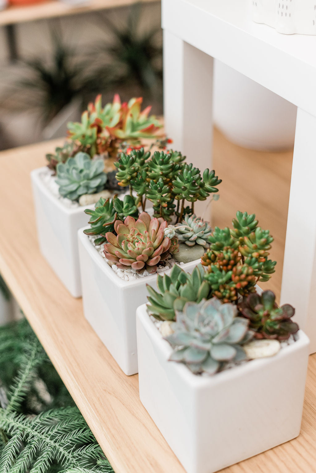 Desk Plants