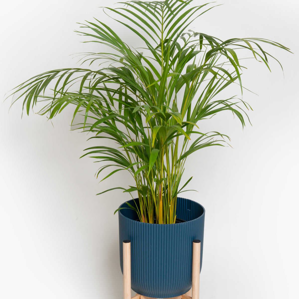 areca palm for sale south africa Areca Palm