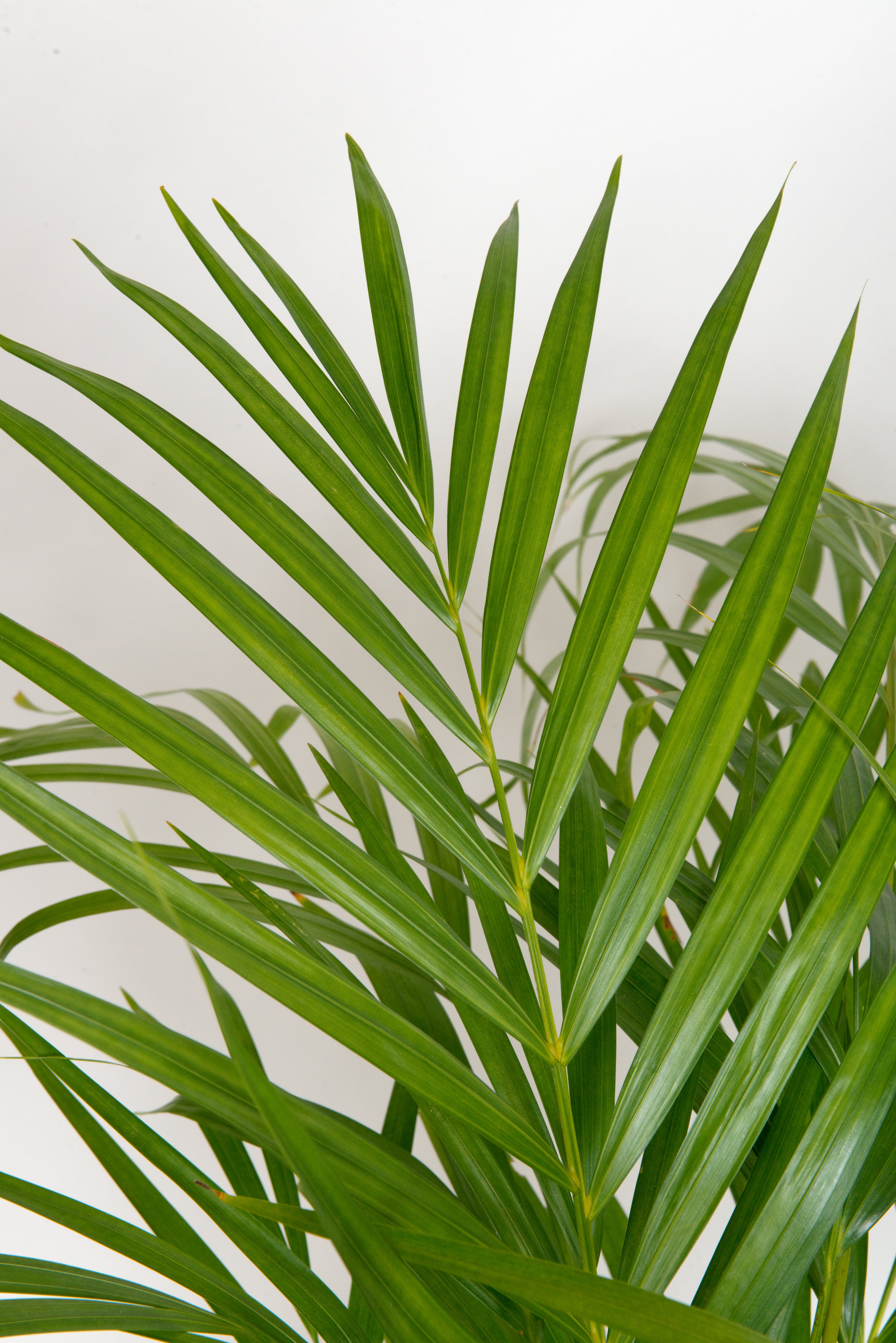 Areca Palm