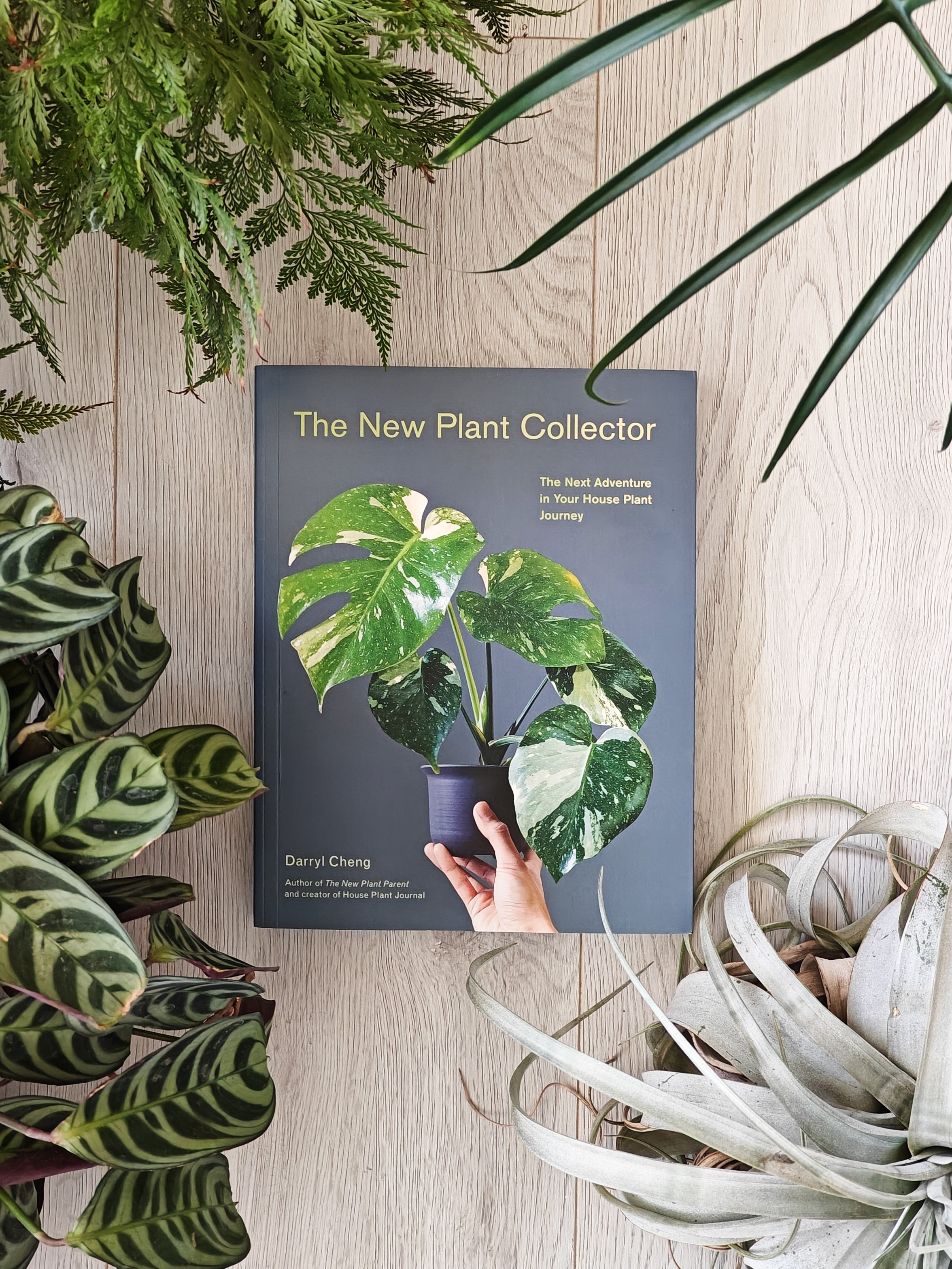 Meet Darryl Cheng @houseplantjournal