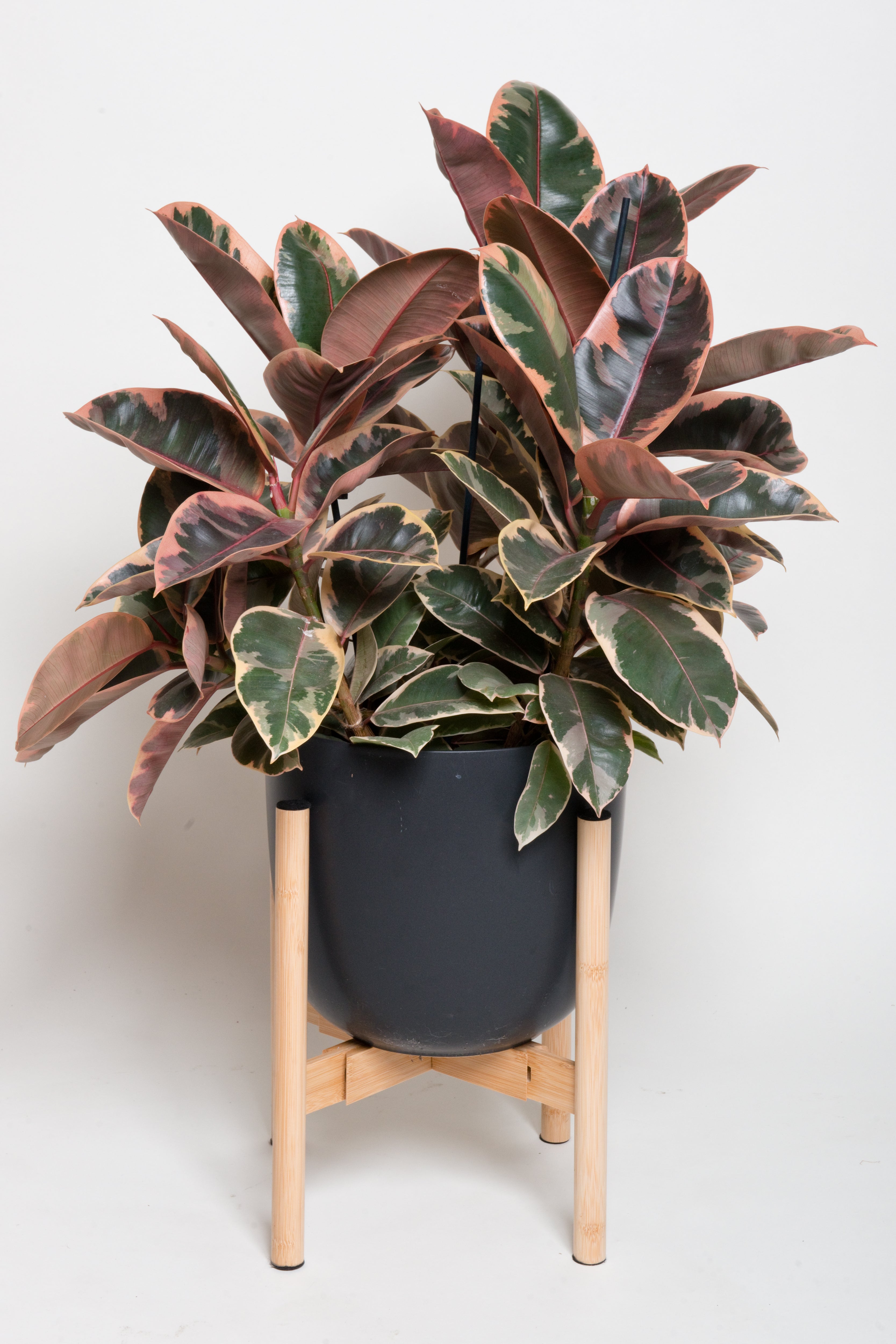 Ficus Ruby