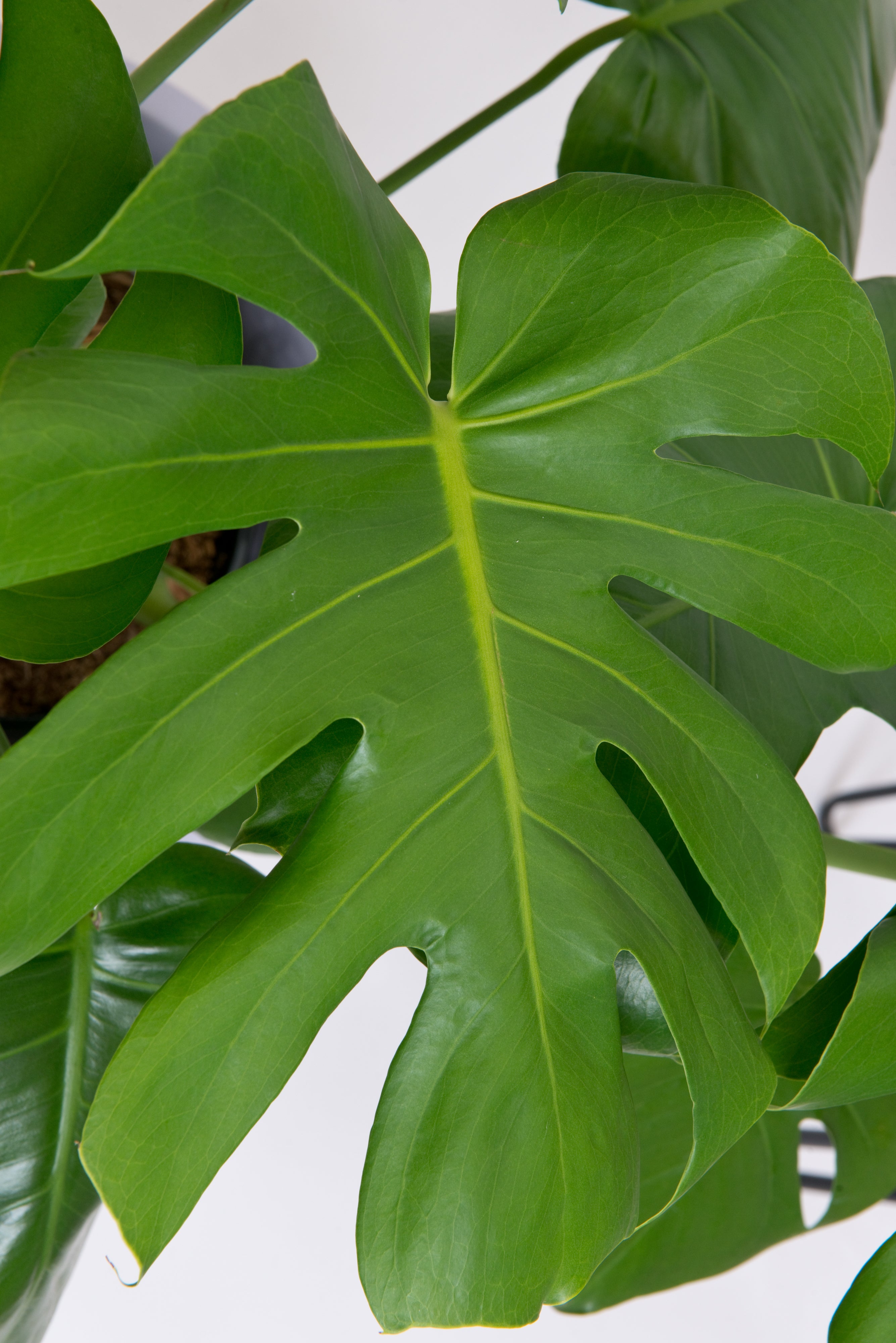 Monstera Deliciosa