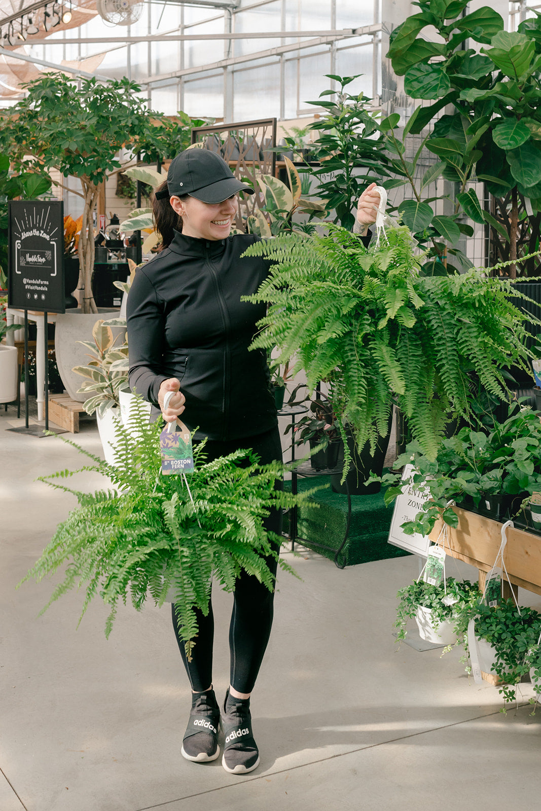 Boston Fern Hanging Basket
