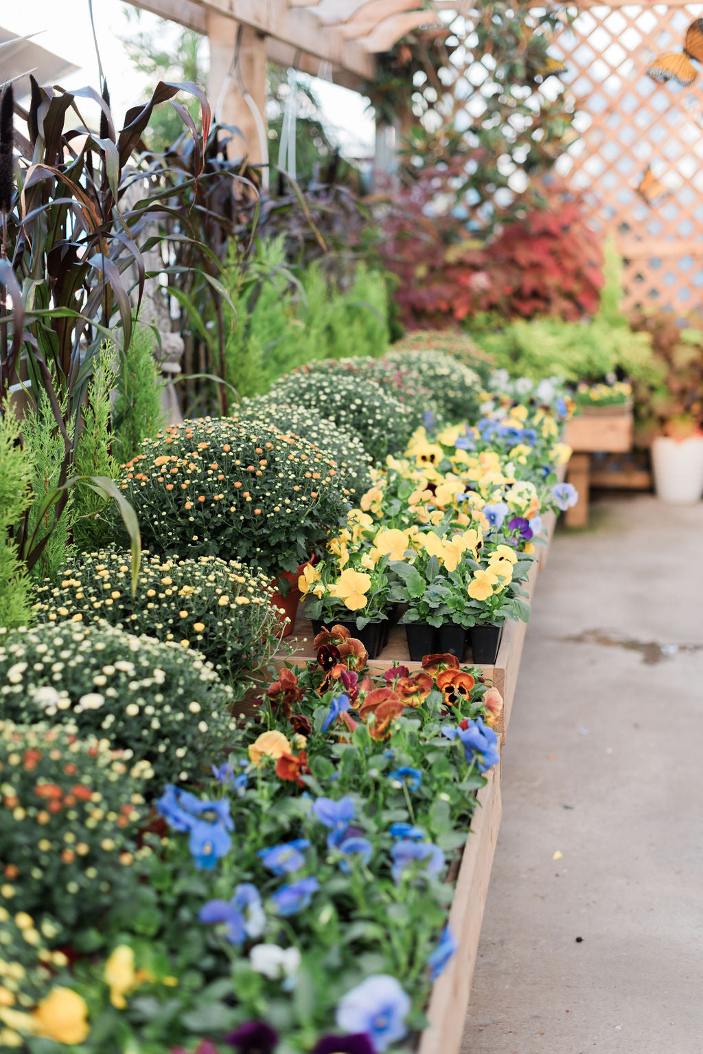 Fall Container Planting