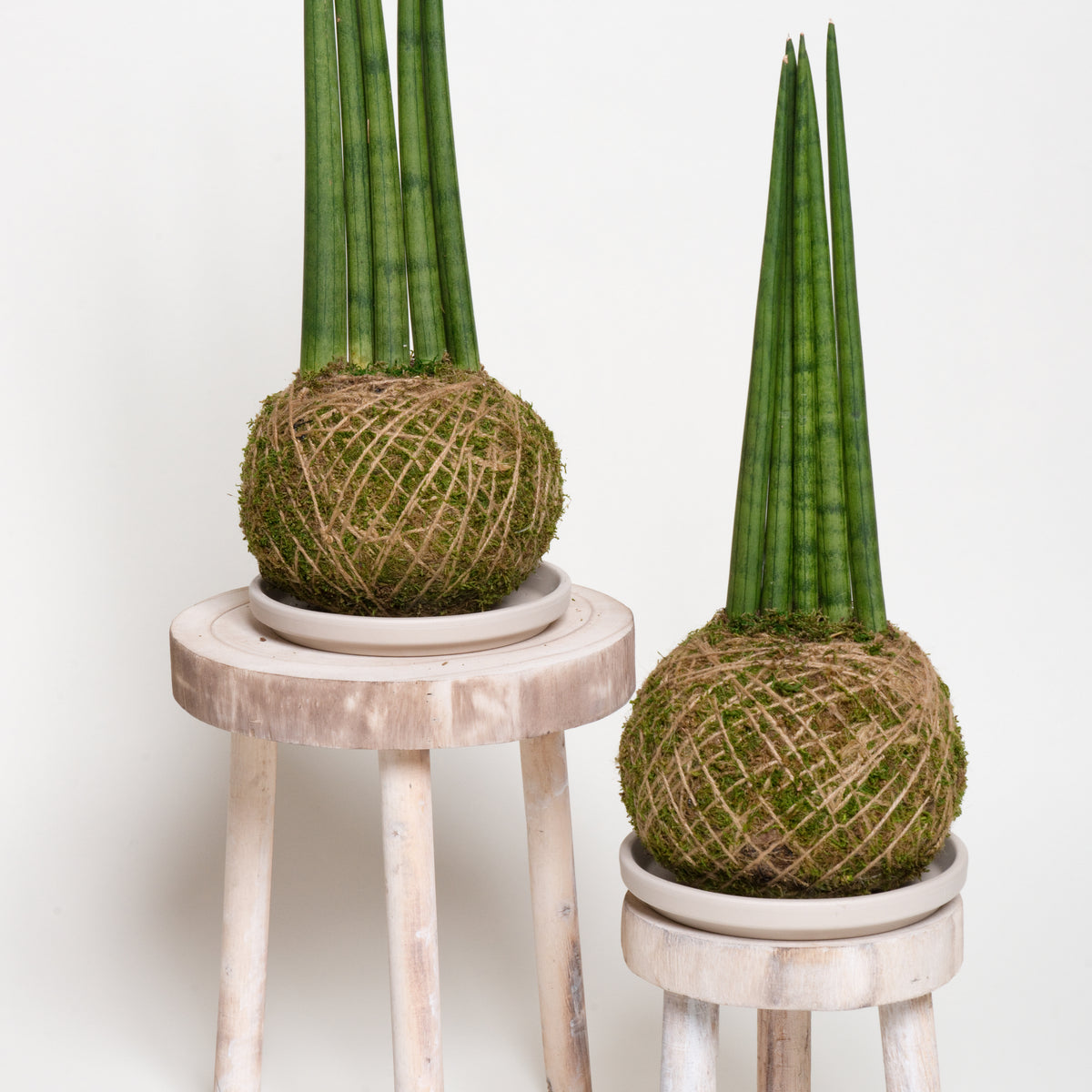 kokedama sansevieria Sansevieria Cylindrica
