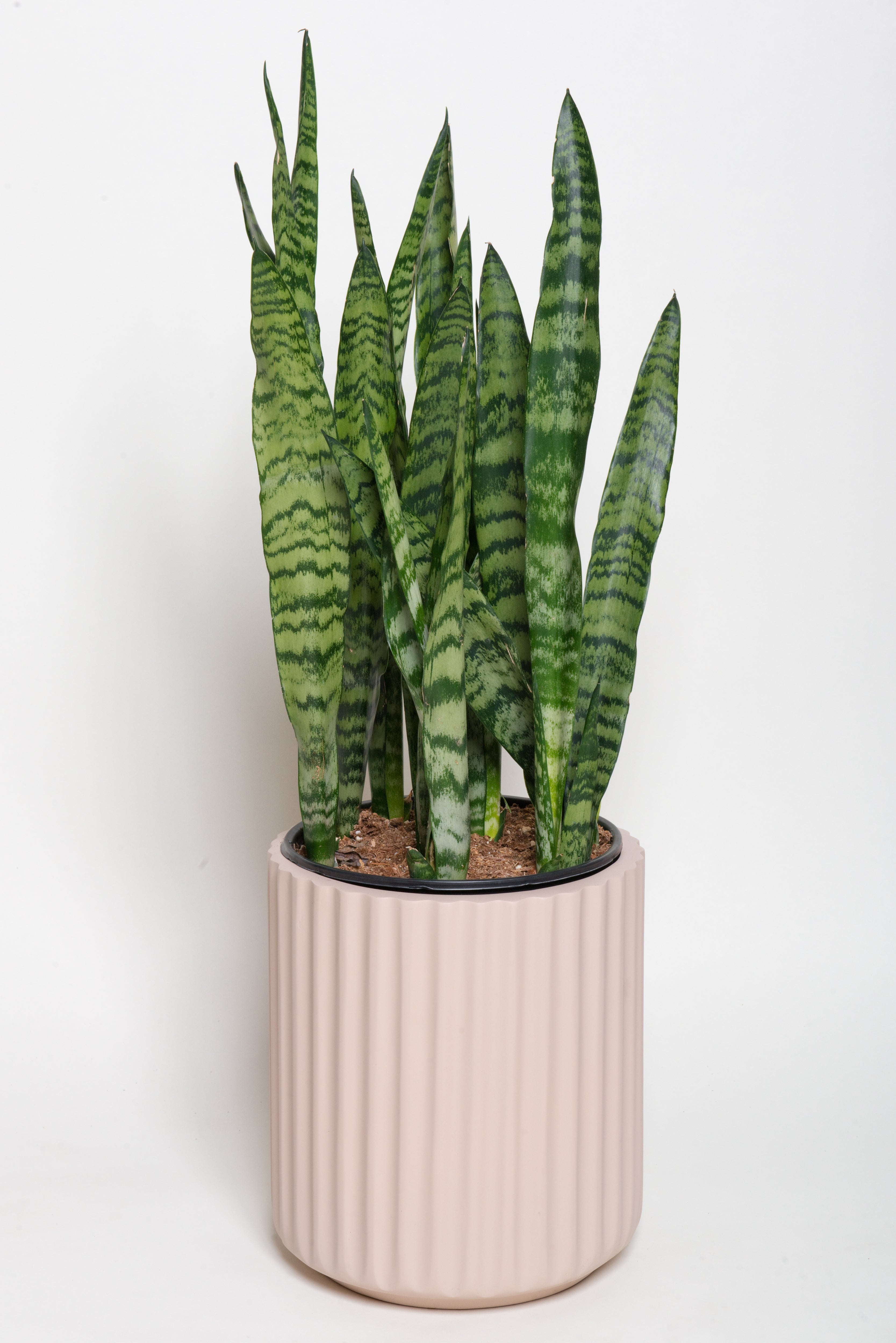 Snake Plant