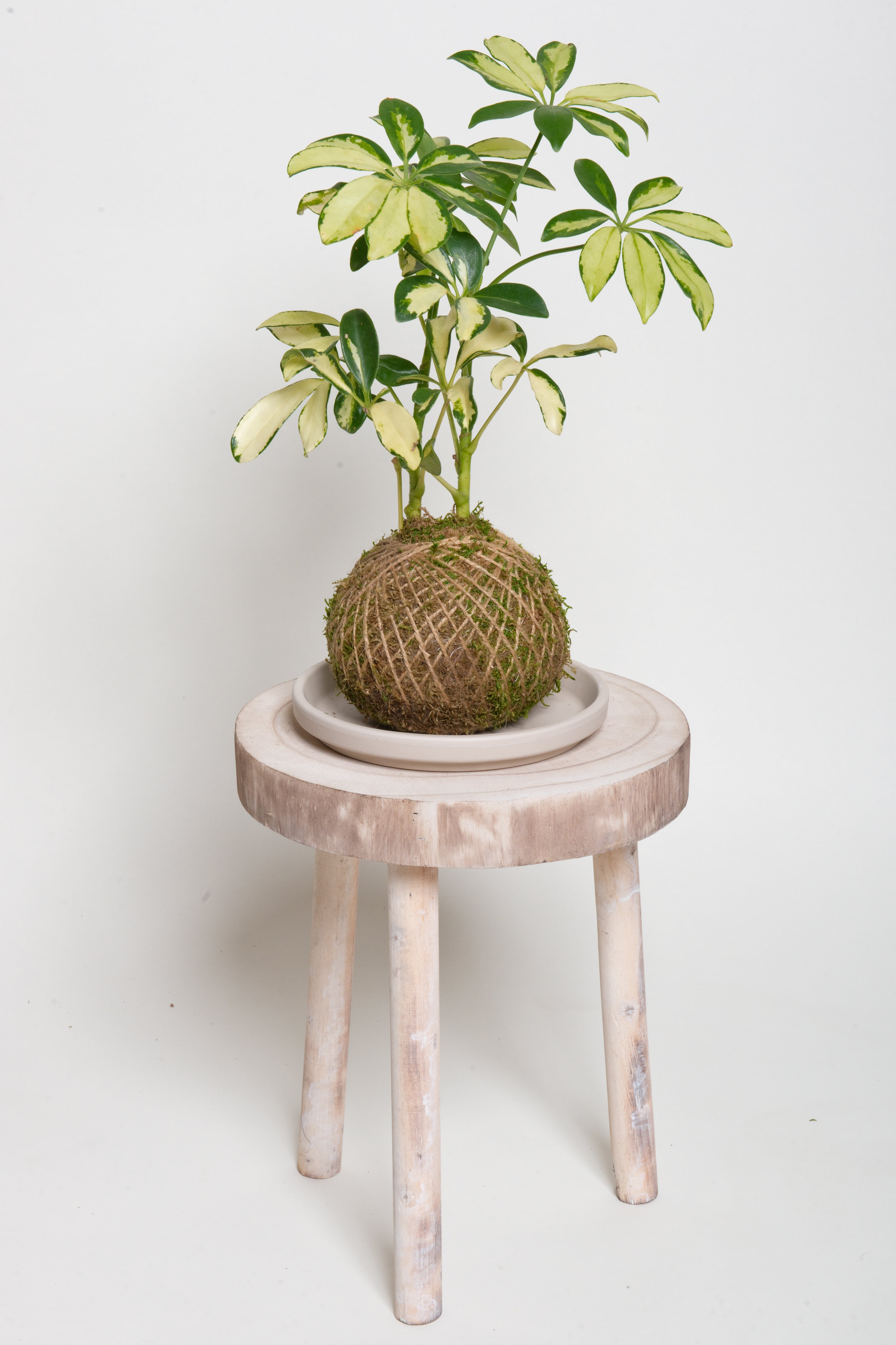 Schefflera Gold Capella - Kokedama