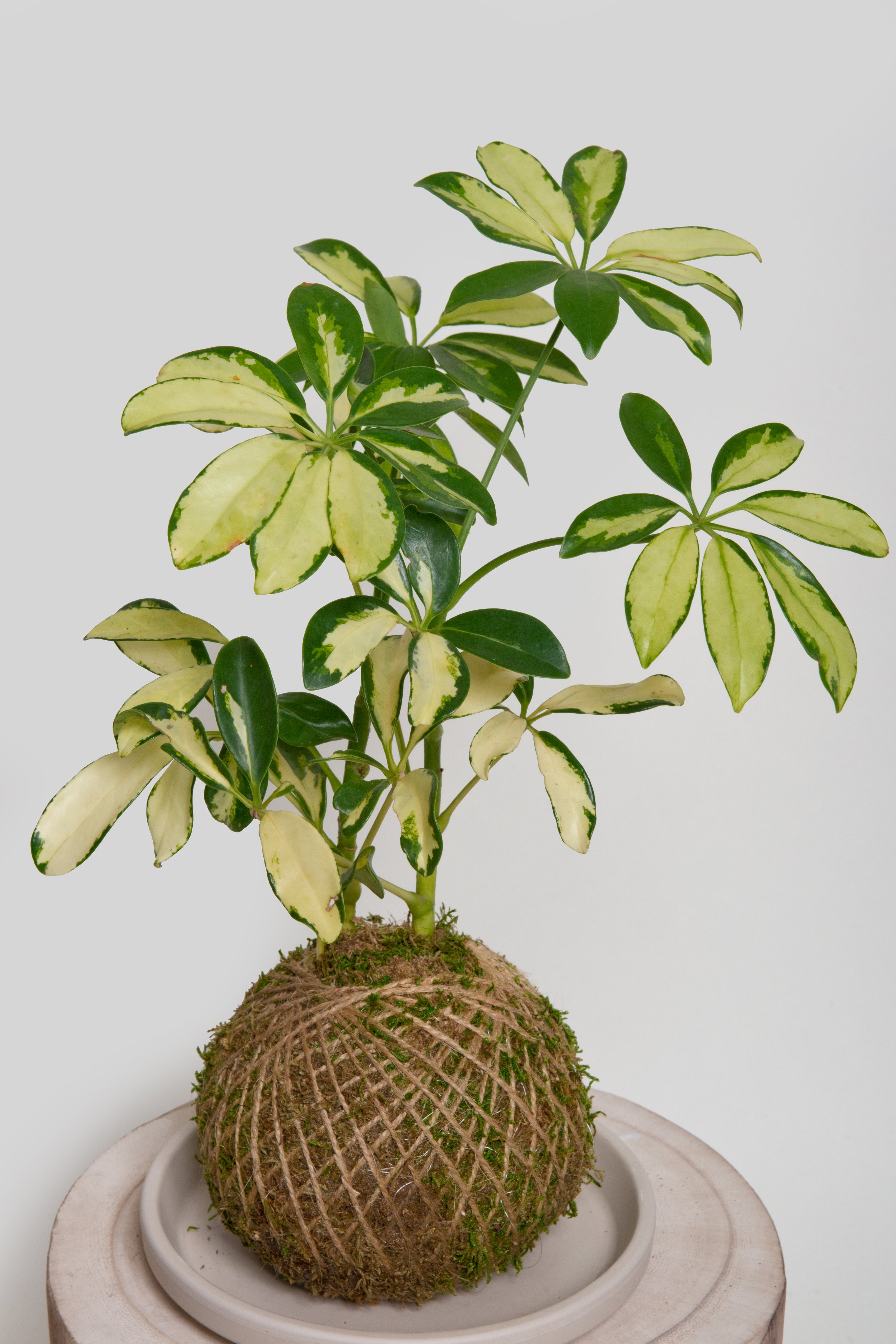 Schefflera Gold Capella - Kokedama