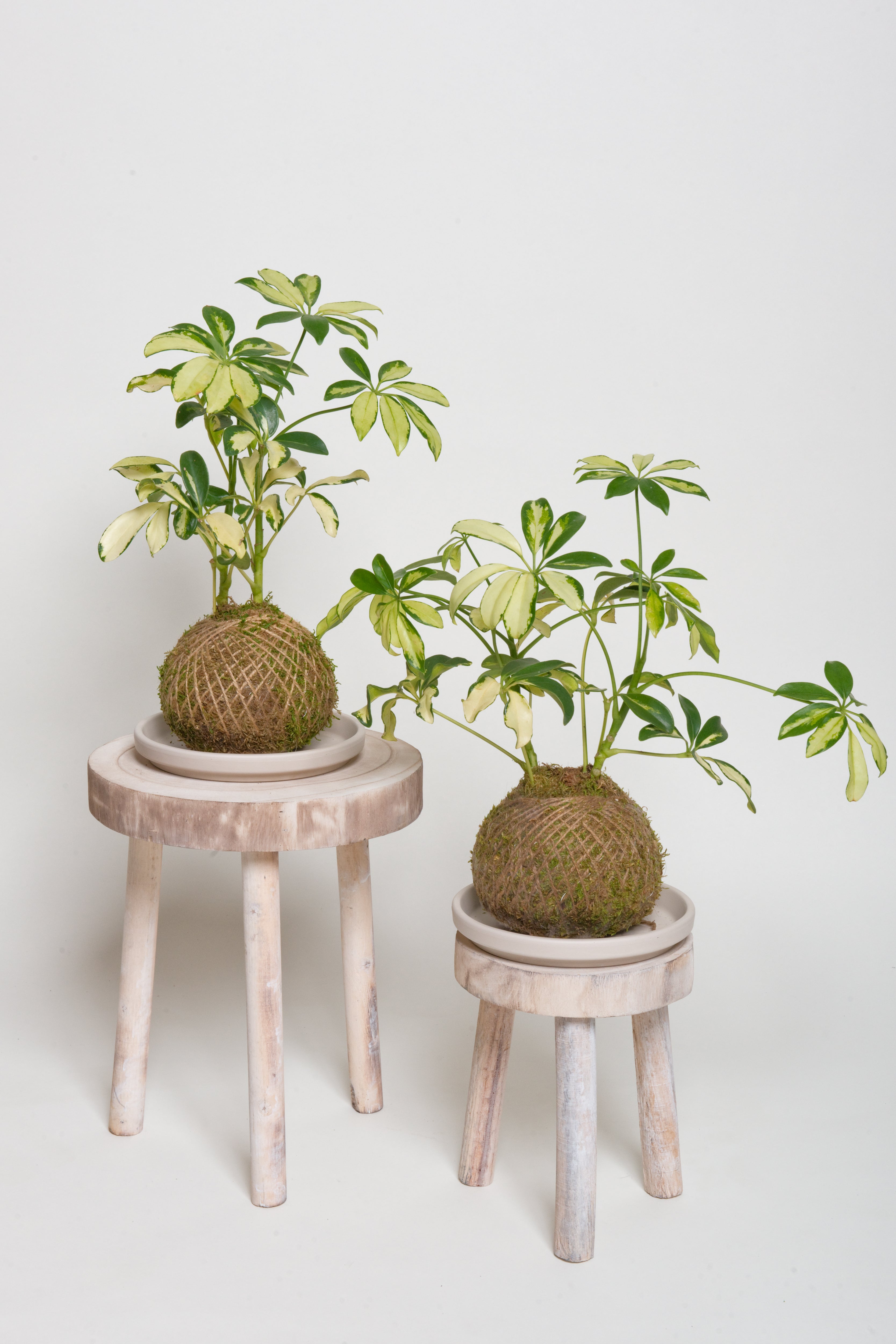 Schefflera Gold Capella - Kokedama