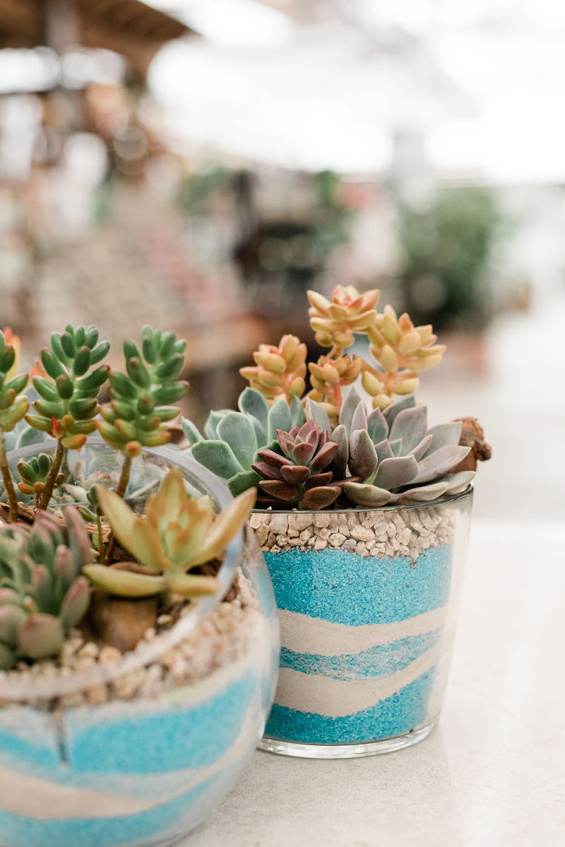 Succulent Terrarium Workshop | June 10th
