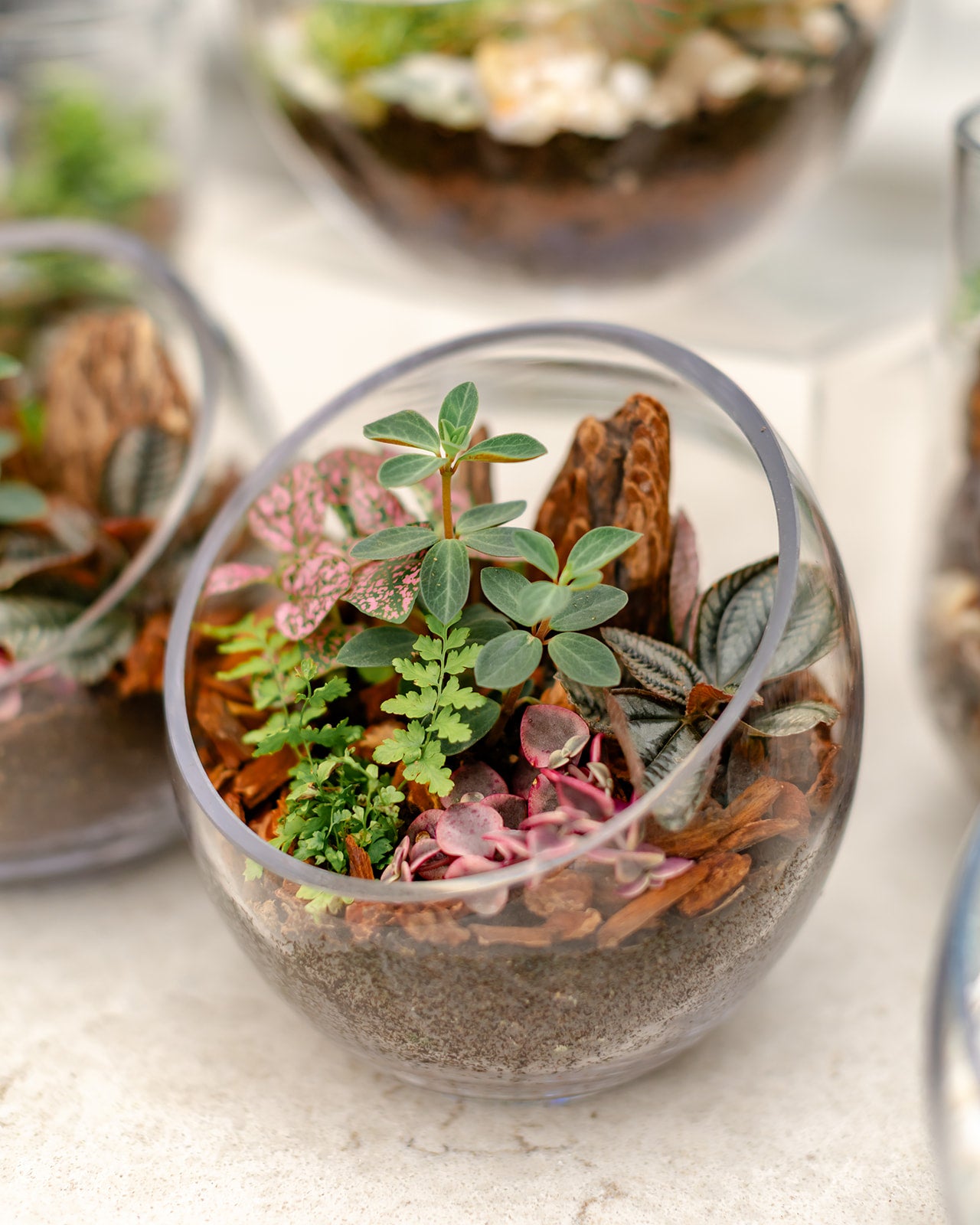 Tropical Terrarium - Small