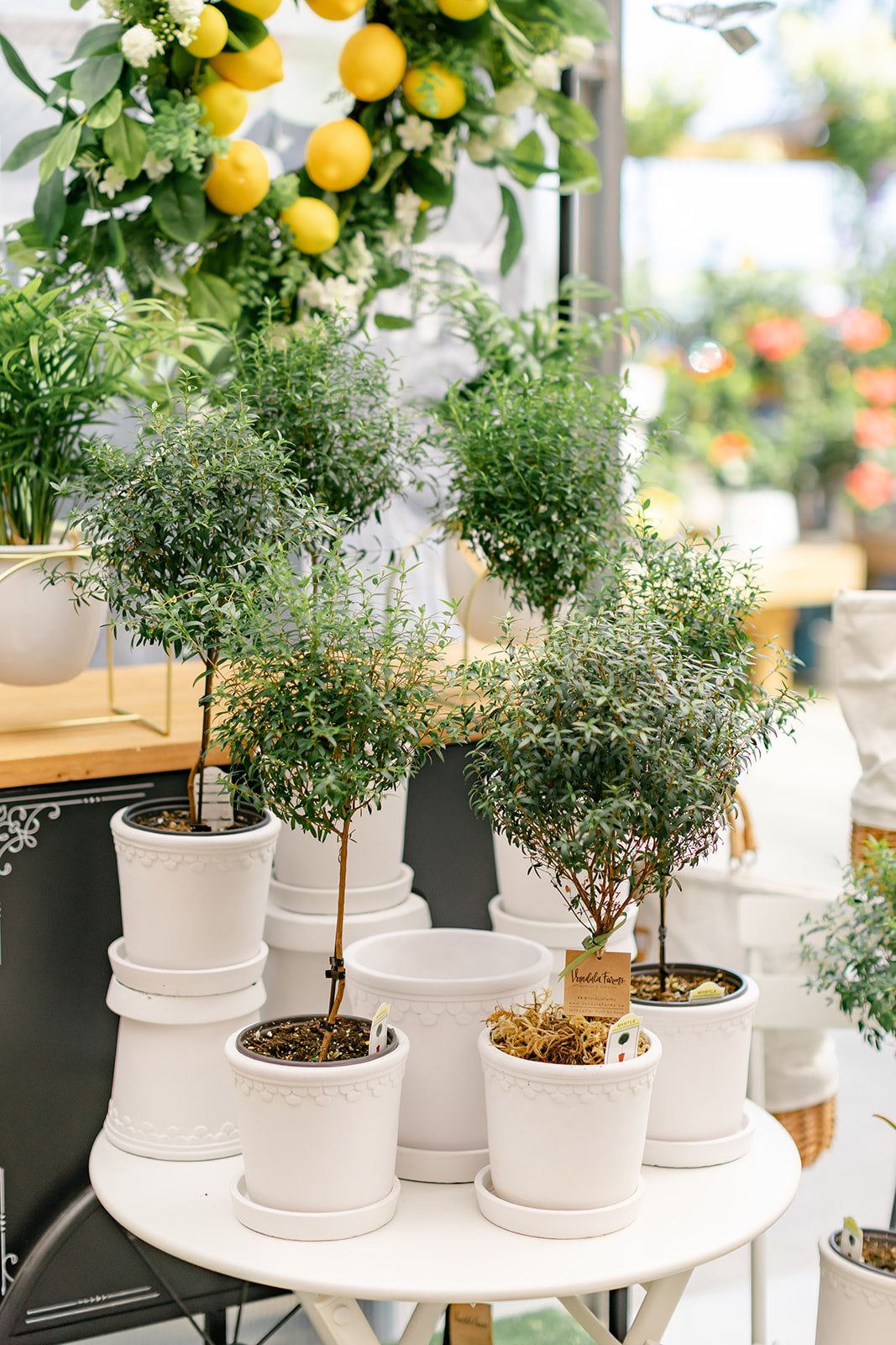 Myrtle Topiary in White Pot