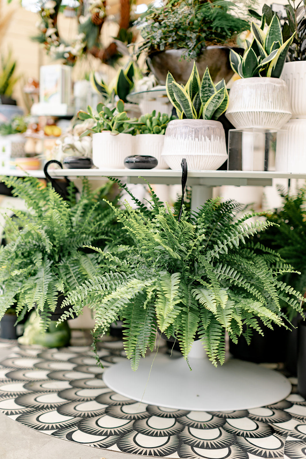 Boston Fern Hanging Basket