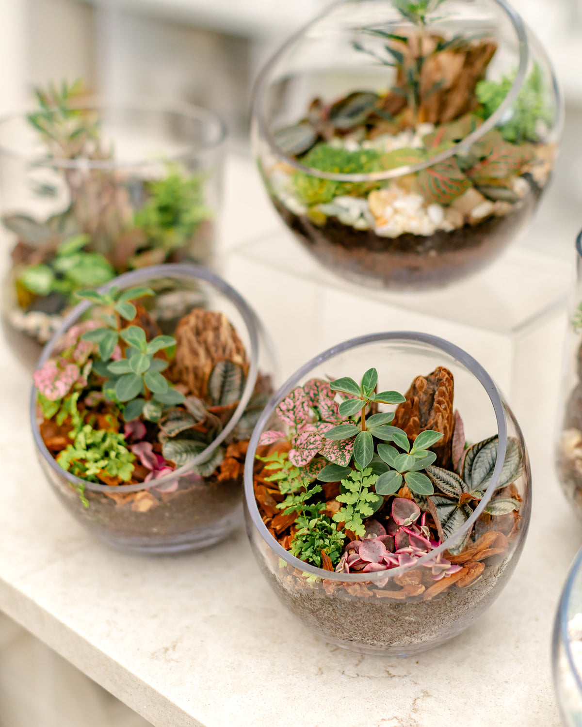 Tropical Terrarium - Small