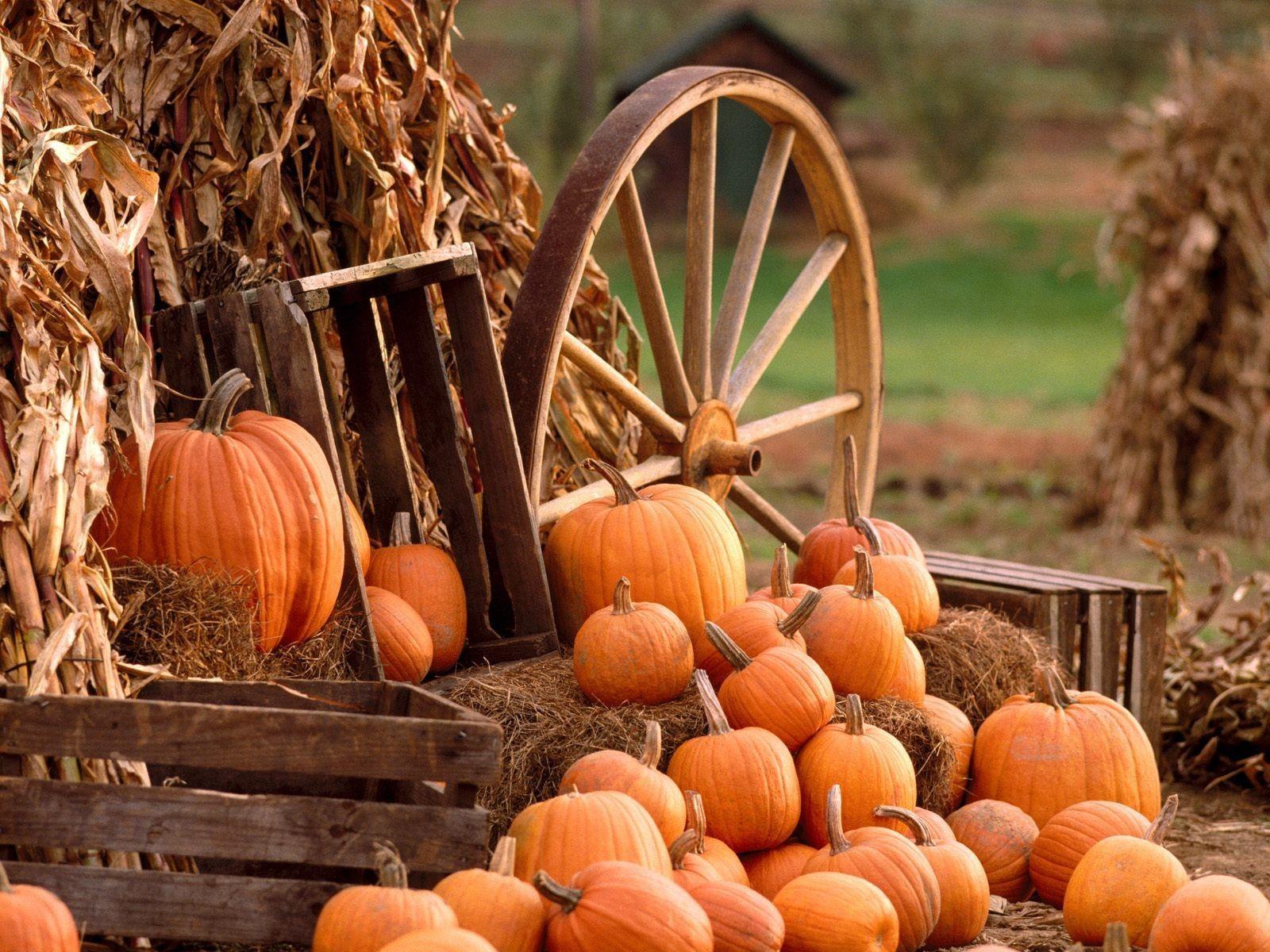Vandula Farms Pumpkin Patch Festival on October 23, 2020