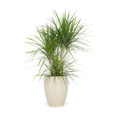 Dracaena Marginata Cane Large