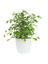 Ficus Benjamina Weeping Fig Variegated