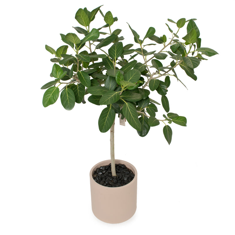 Ficus Audrey Tree XL