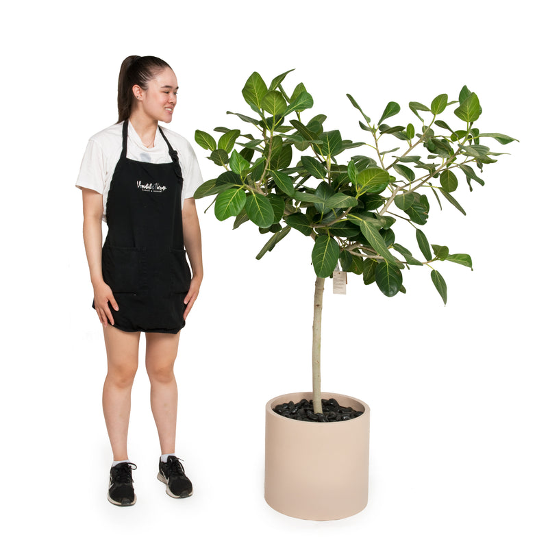Ficus Audrey Tree XL