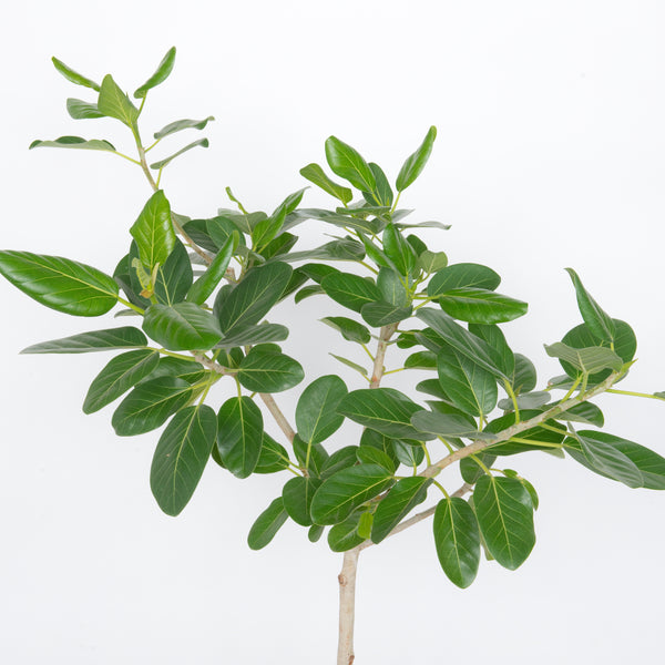 Ficus Audrey Tree Large