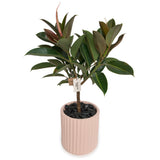 Ficus Melany x Hudson+Oak