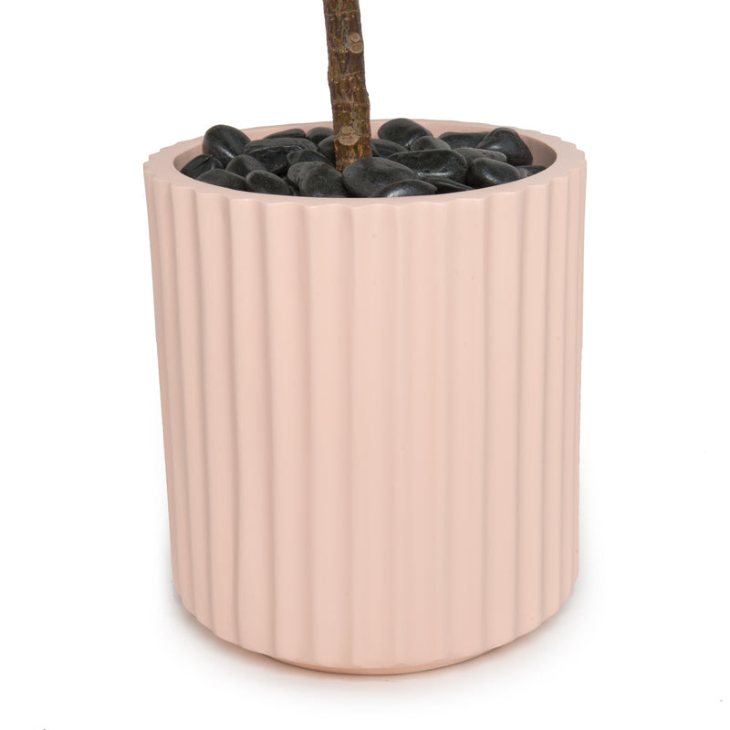 Ficus Melany x Hudson+Oak