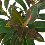 Ficus Melany x Hudson+Oak