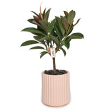 Ficus Melany x Hudson+Oak
