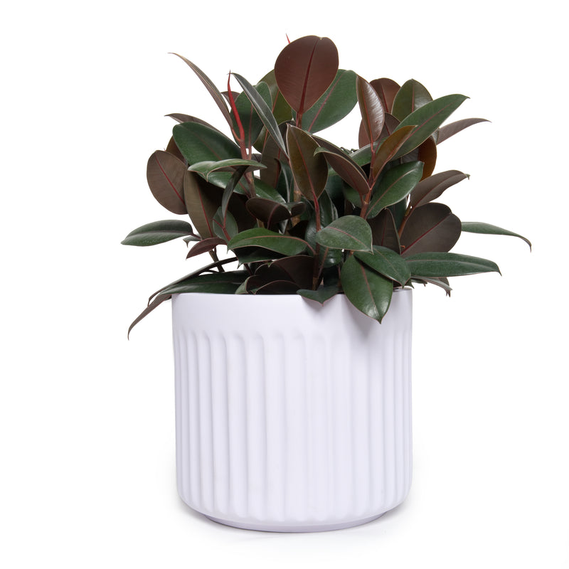 Ficus Elastica Burgundy -Large