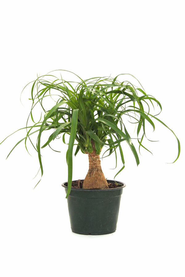 Beaucarnea Recurvata 'Ponytail' Palm