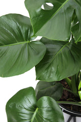 Monstera Deliciosa - Large