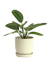 Monstera Karstenianum 'Peru'