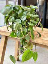 Heartleaf Philodendron