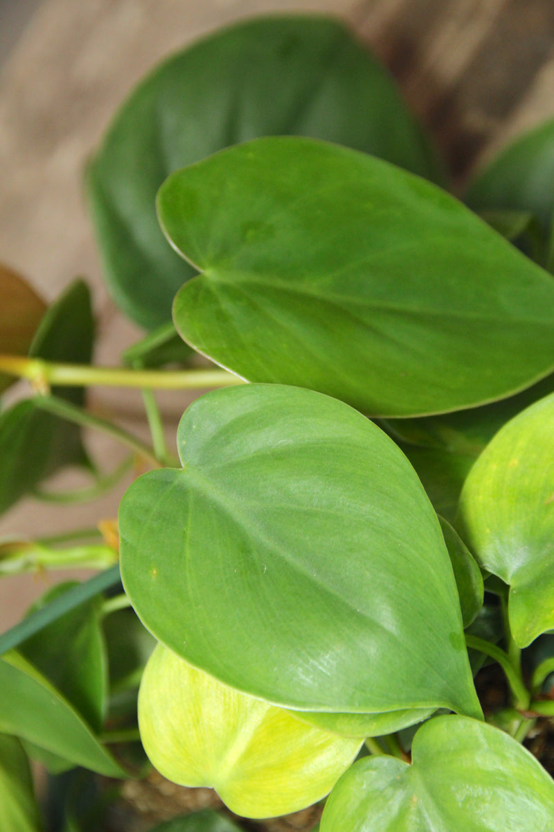 Heartleaf Philodendron