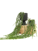 Rhipsalis Paradoxa Minor