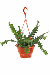 Ric Rac Fishbone Cactus -Hanging Planter