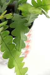 Ric Rac Fishbone Cactus